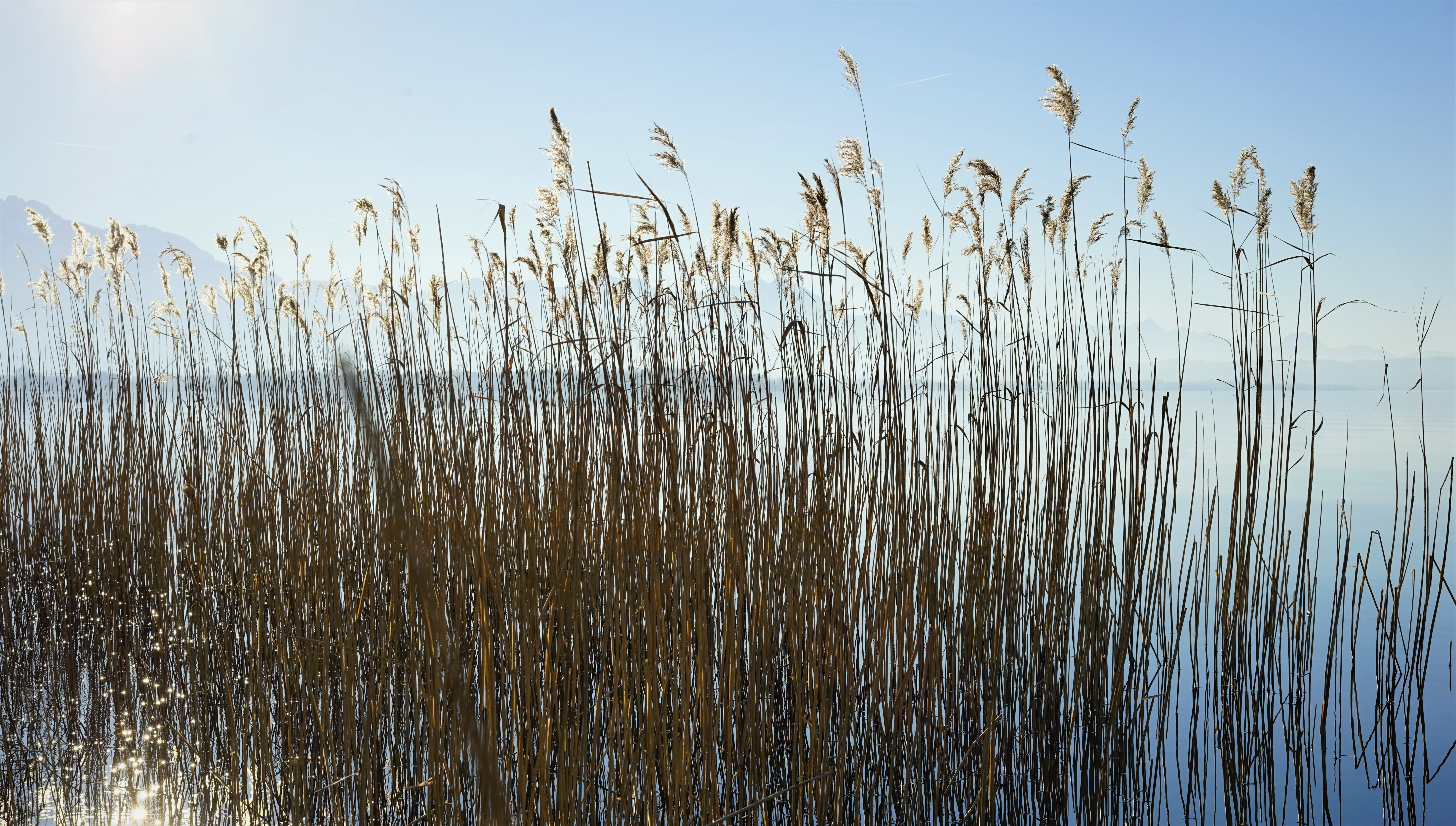 Schilf am Chiemsee